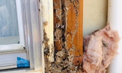 Termite Swarm Video | Guardian Angel Exterminating, Inc.